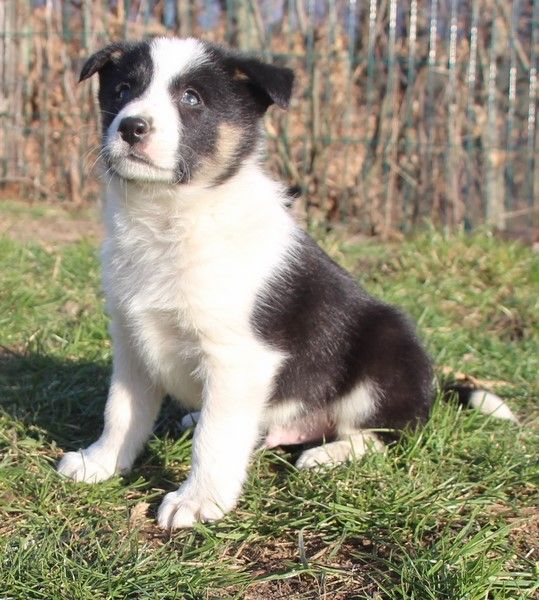 Des Bergers Des Chaupous - Border Collie - Portée née le 17/01/2022