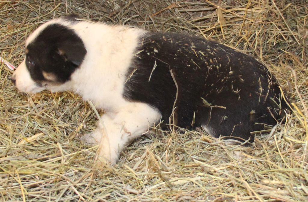 Des Bergers Des Chaupous - Border Collie - Portée née le 14/11/2020