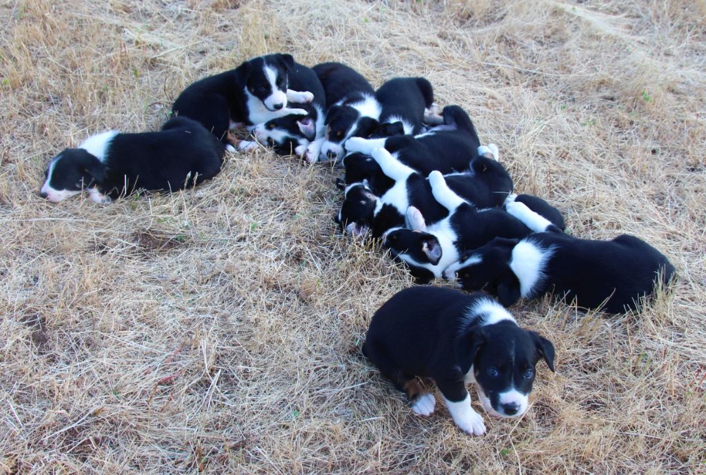 Des Bergers Des Chaupous - Border Collie - Portée née le 16/05/2021