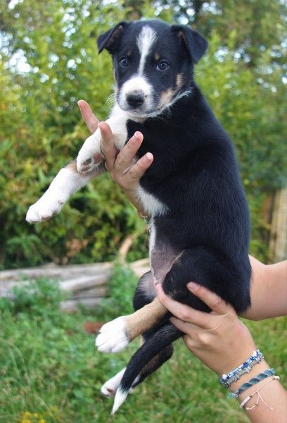 Des Bergers Des Chaupous - Border Collie - Portée née le 16/06/2024