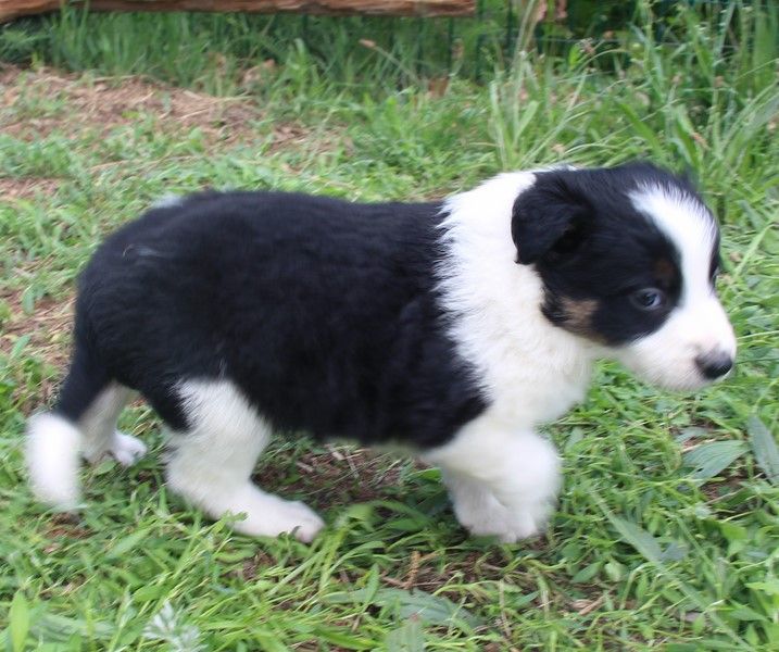 Des Bergers Des Chaupous - Border Collie - Portée née le 31/03/2020