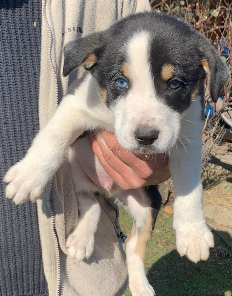 Des Bergers Des Chaupous - Chiots disponibles - Border Collie