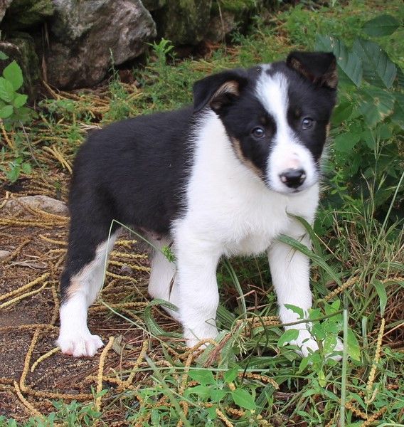 Des Bergers Des Chaupous - Border Collie - Portée née le 10/05/2023