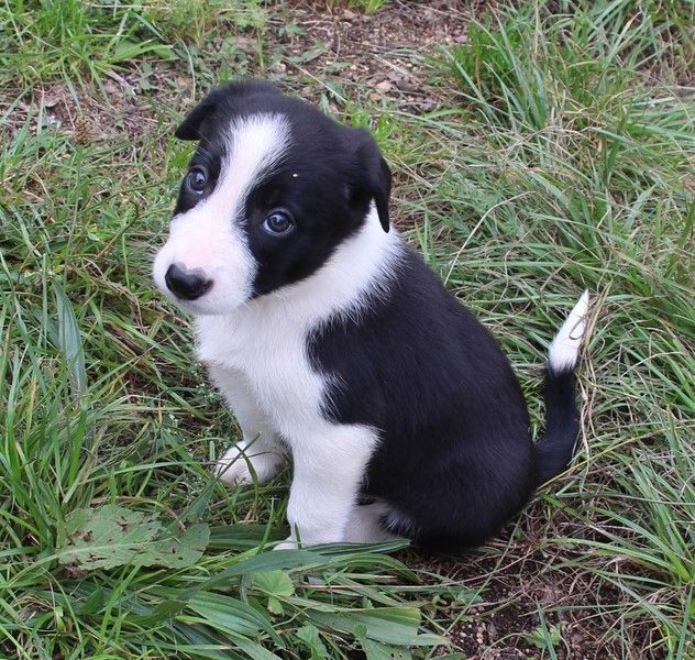 Des Bergers Des Chaupous - Border Collie - Portée née le 06/08/2021