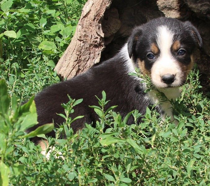 Des Bergers Des Chaupous - Border Collie - Portée née le 17/06/2019