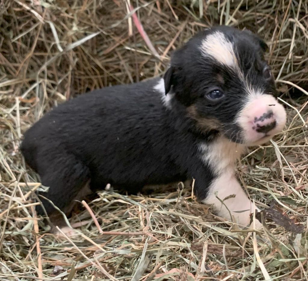 Des Bergers Des Chaupous - Chiots disponibles - Border Collie