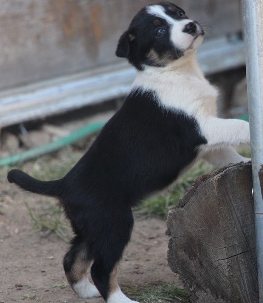 Des Bergers Des Chaupous - Border Collie - Portée née le 18/01/2022