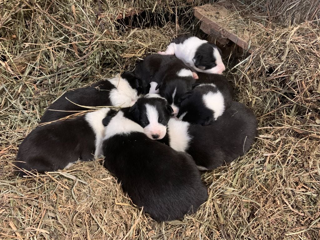 Chiot Border Collie Des Bergers Des Chaupous