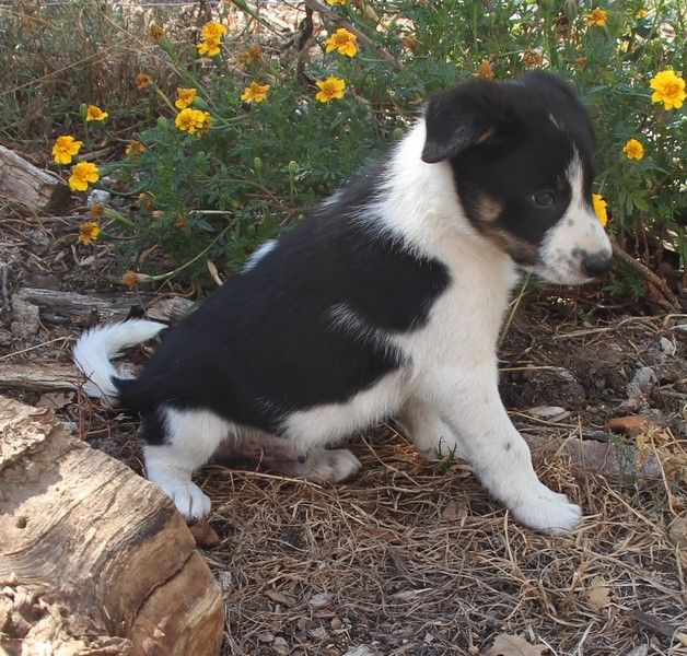 Des Bergers Des Chaupous - Border Collie - Portée née le 20/07/2020