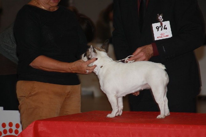 L'Odyssée D'Héraclés - spécial Bouledogue Perpignan le 28/01/2017