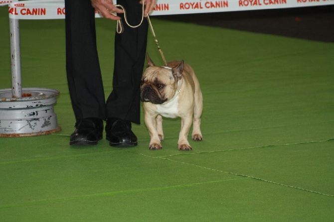 L'Odyssée D'Héraclés - Exposition De Pau Spéciale Bouledogue du 17/04/2016