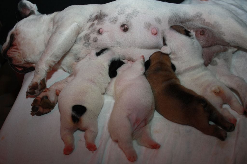 Chiot Bouledogue français L'Odyssée D'Héraclés