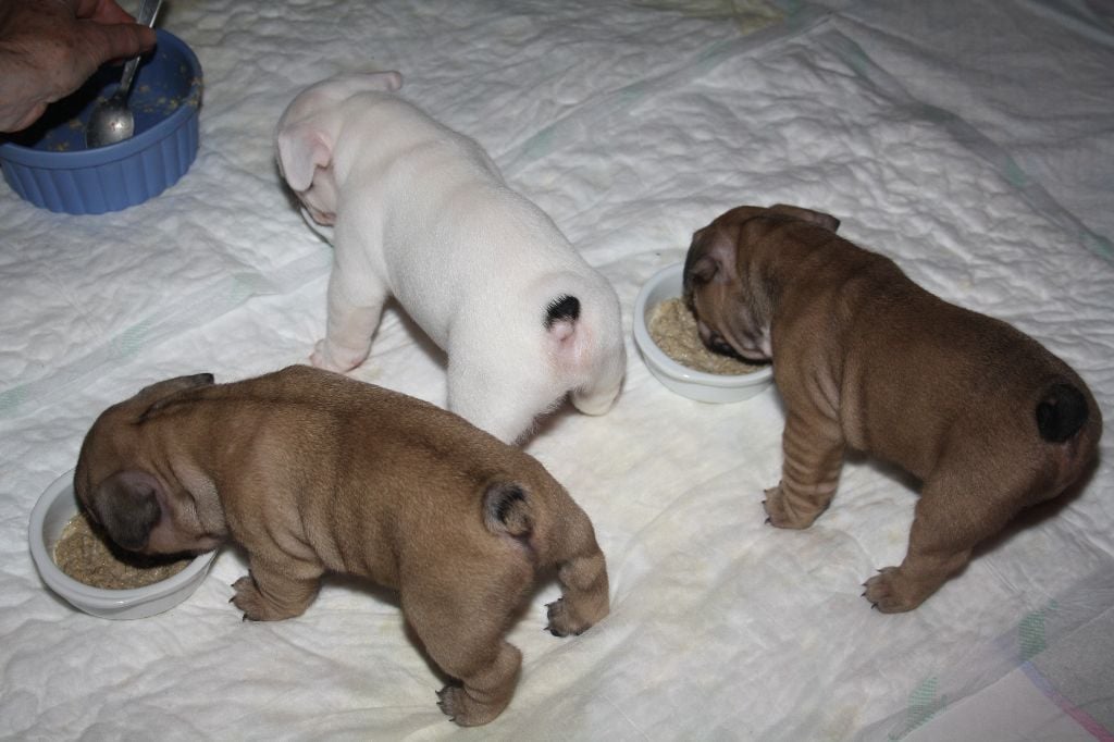 Chiot Bouledogue français L'Odyssée D'Héraclés