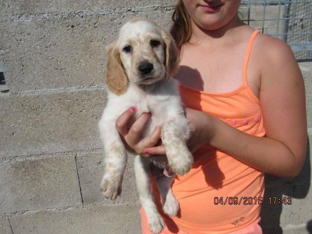 Des Travers Du Quercy - Setter Anglais - Portée née le 26/07/2015