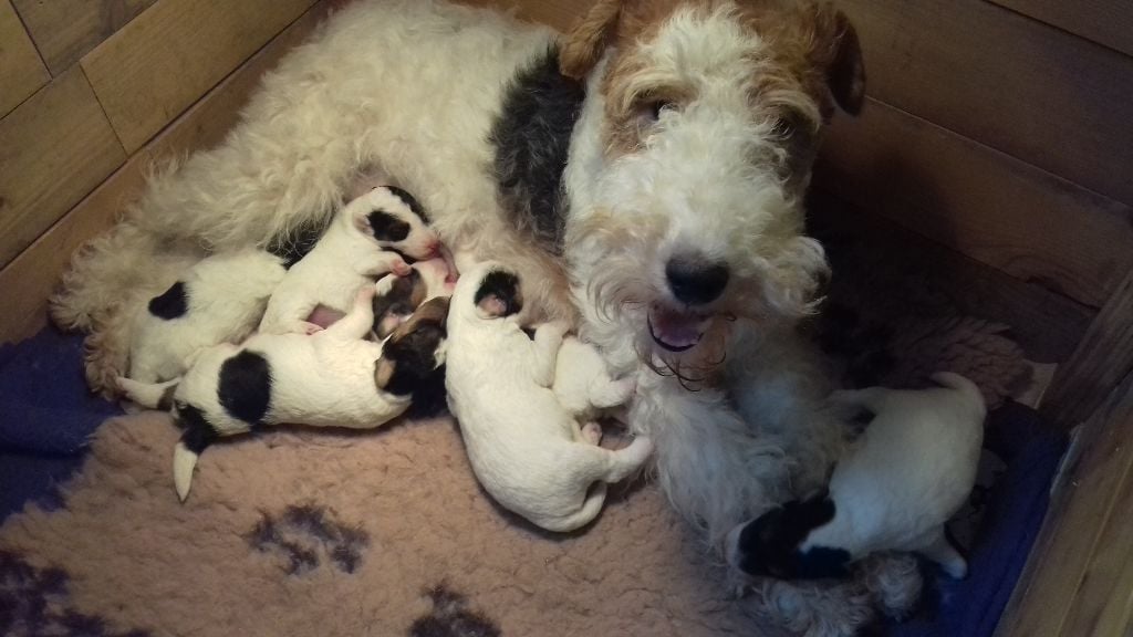 Des Travers Du Quercy - Fox Terrier Poil Dur - Portée née le 16/03/2017