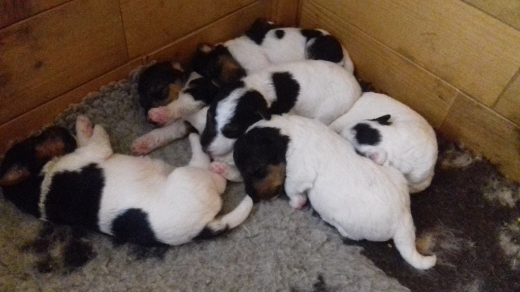 Chiot Fox Terrier Poil Dur Des Travers Du Quercy