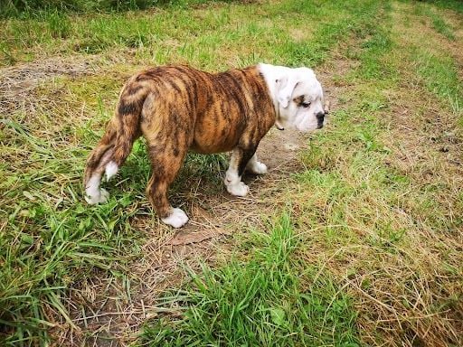 Chiots bulldog continental males disponibles