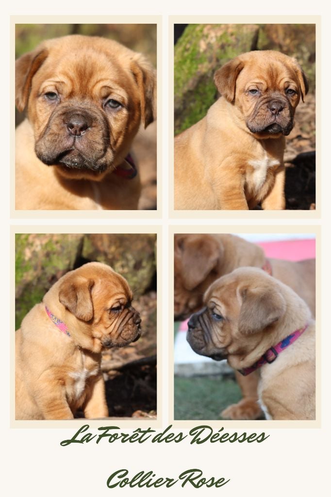 De La Forêt Des Deesses - Chiots disponibles - Dogue de Bordeaux