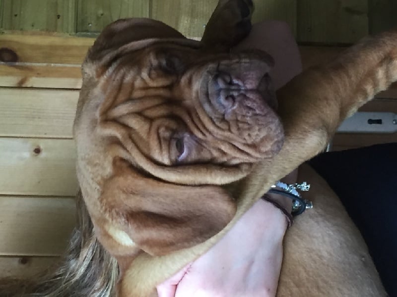 De La Forêt Des Deesses - Dogue de Bordeaux - Portée née le 27/02/2016