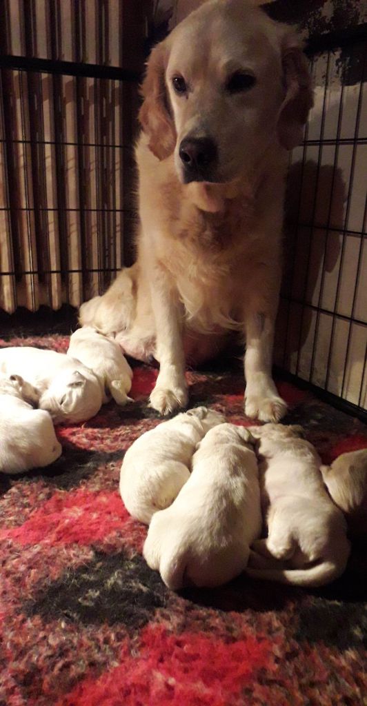 Chiot Golden Retriever De La Chasse Des Ballastières