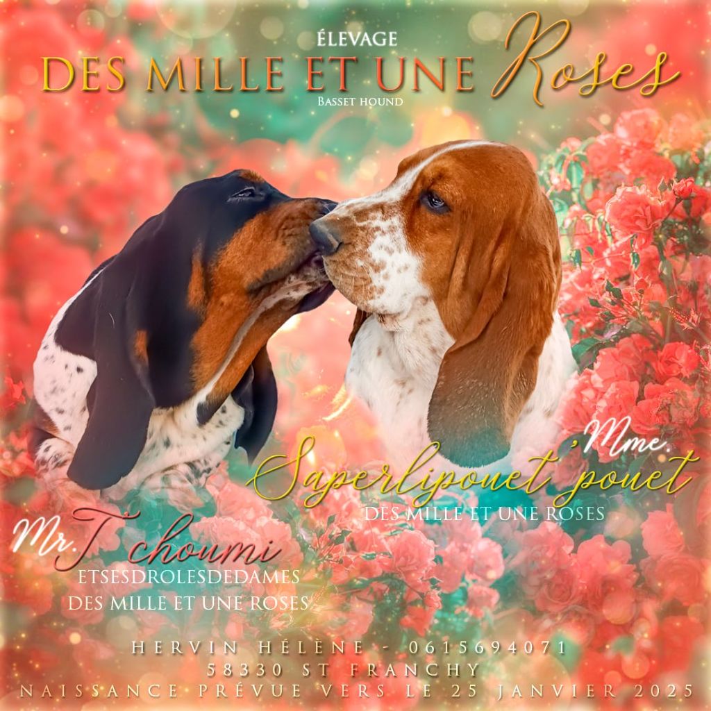 Des Mille Et Une Roses - Basset Hound - Portée née le 22/01/2025