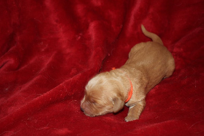 CHIOT ORANGE