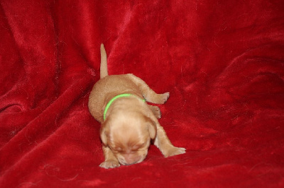 CHIOT VERT