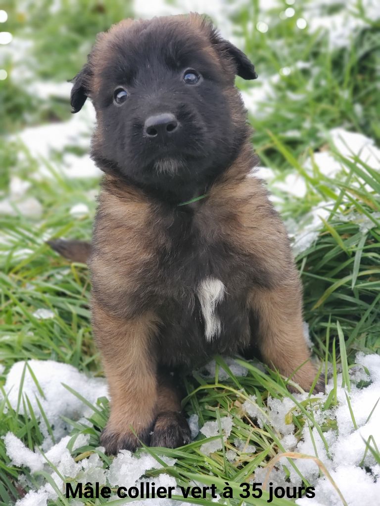 De La Patte Sacrée - Chiots disponibles - Berger Belge