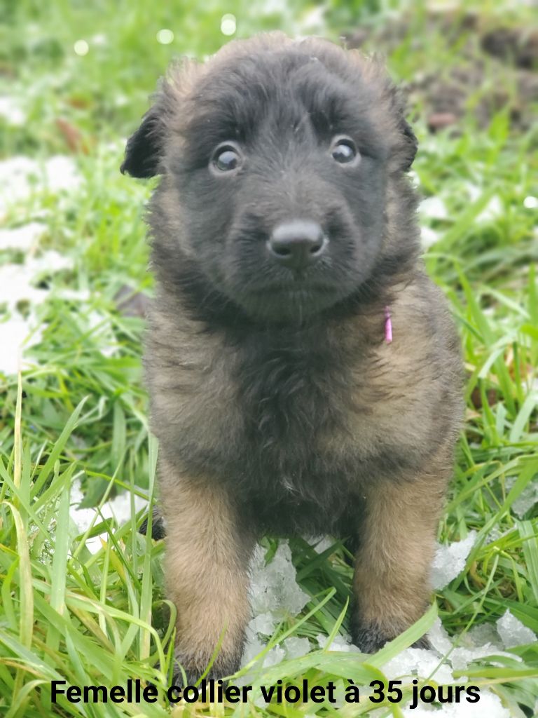 De La Patte Sacrée - Chiots disponibles - Berger Belge