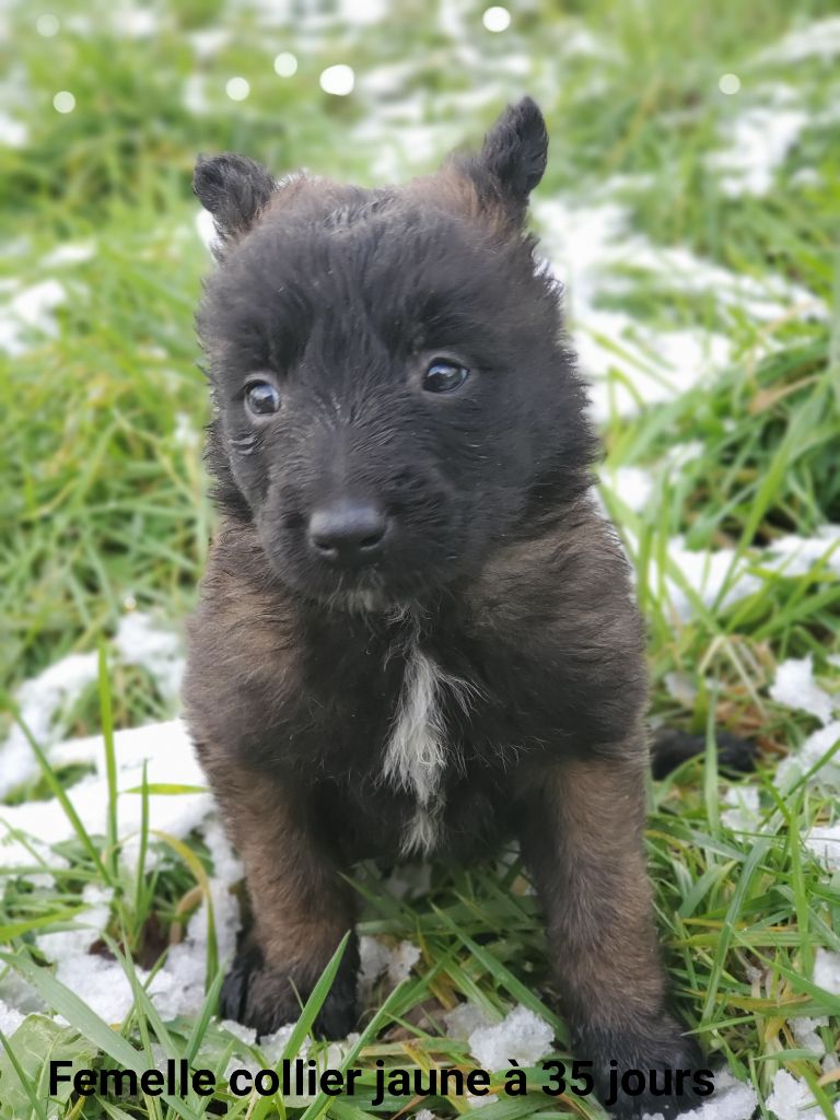 De La Patte Sacrée - Chiots disponibles - Berger Belge