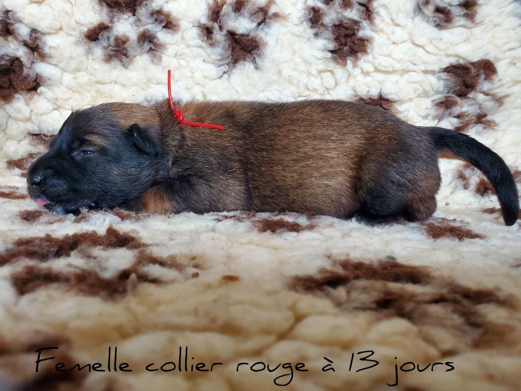 De La Patte Sacrée - Chiots disponibles - Berger Belge