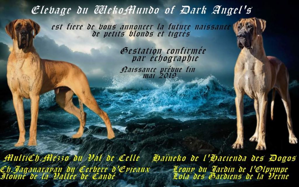 Du Wekomundo Of Dark Angel's - Dogue allemand - Portée née le 18/05/2019