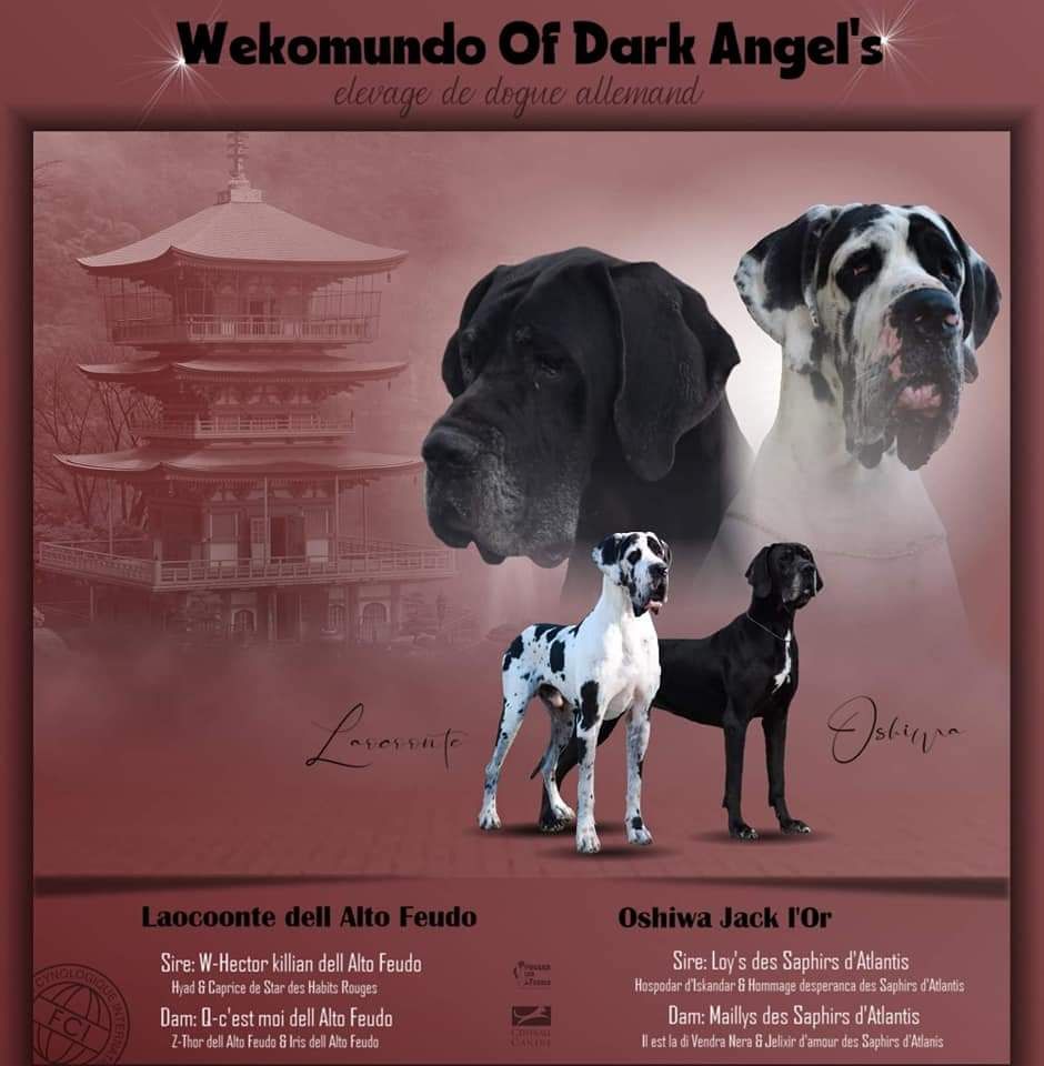 Du Wekomundo Of Dark Angel's - Dogue allemand - Portée née le 31/10/2021