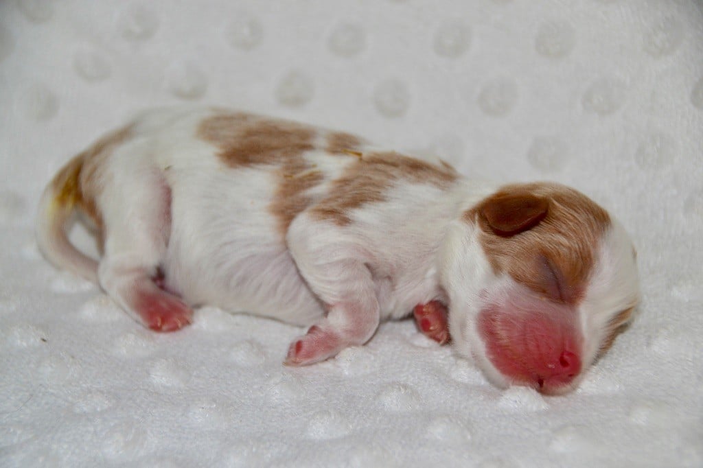 Des Cavaliers Du Prieuré - Chiots disponibles - Cavalier King Charles Spaniel