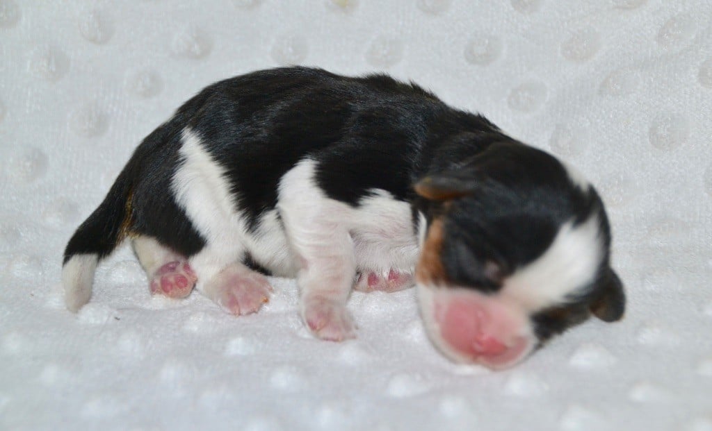 Des Cavaliers Du Prieuré - Chiots disponibles - Cavalier King Charles Spaniel