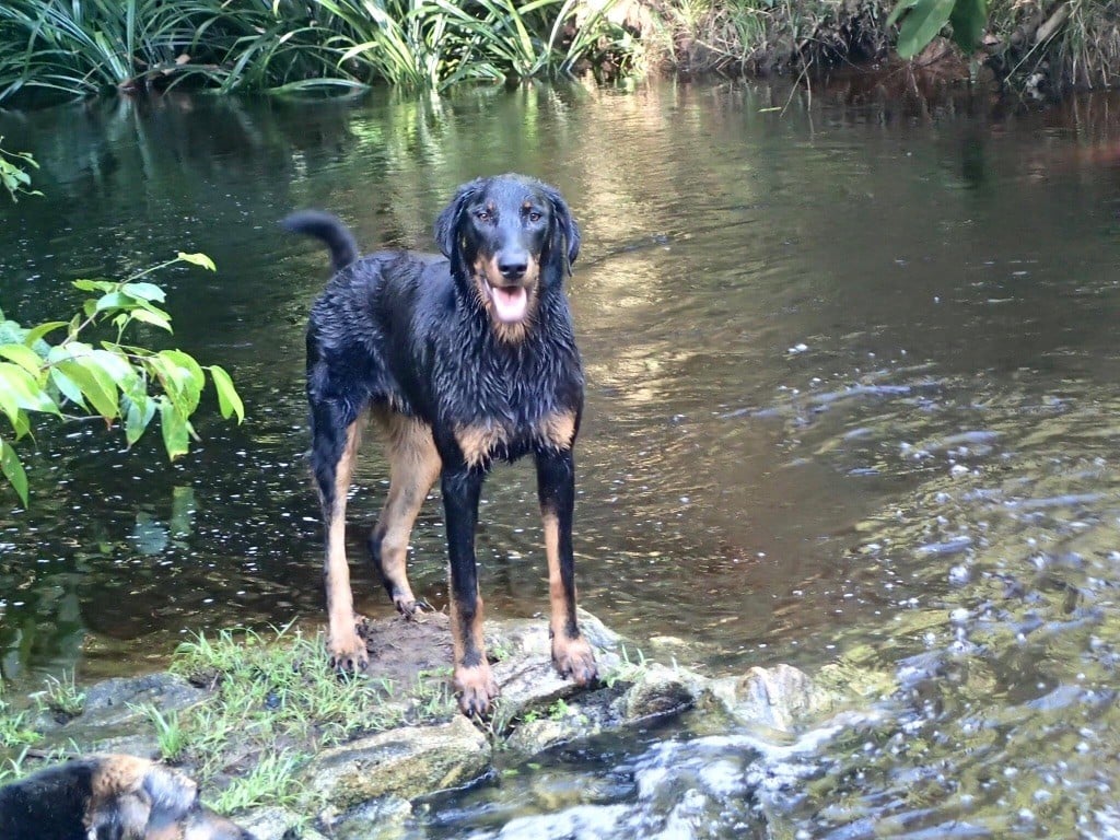 Milou du petit tonnerre 