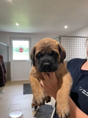 Du Fort Noir - Chiots disponibles - Mastiff