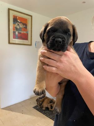 Du Fort Noir - Chiots disponibles - Mastiff