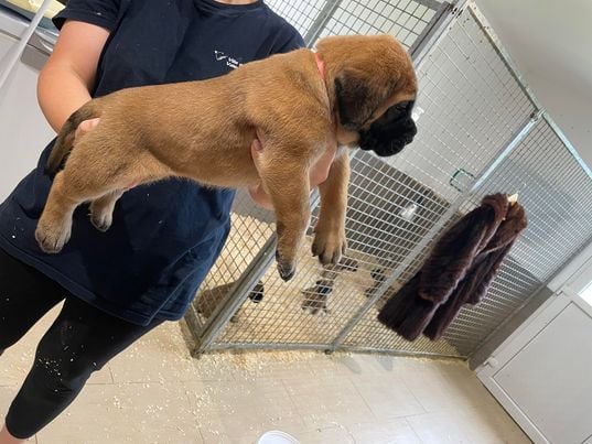 Du Fort Noir - Chiots disponibles - Mastiff