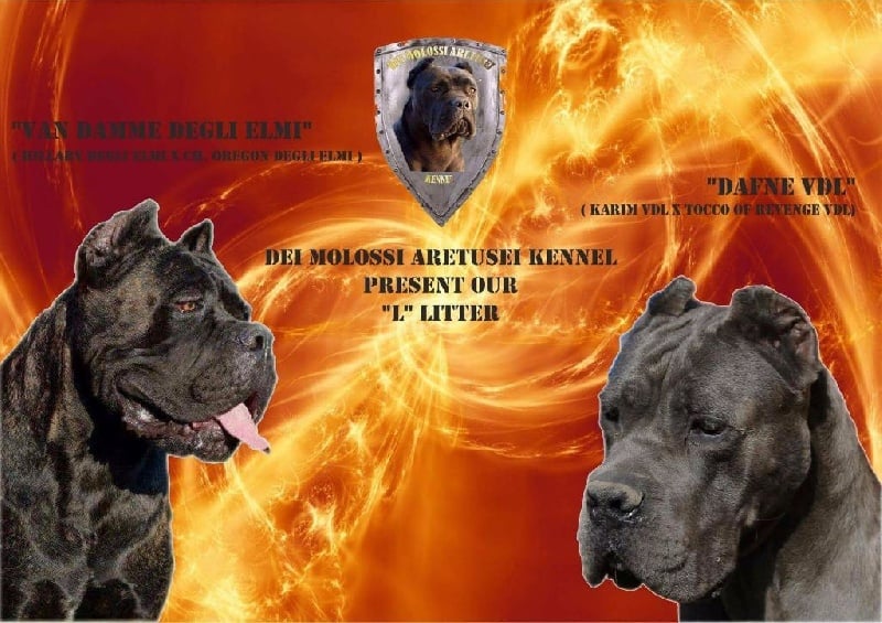 Dei Molossi Aretusei - Cane Corso - Portée née le 16/05/2016