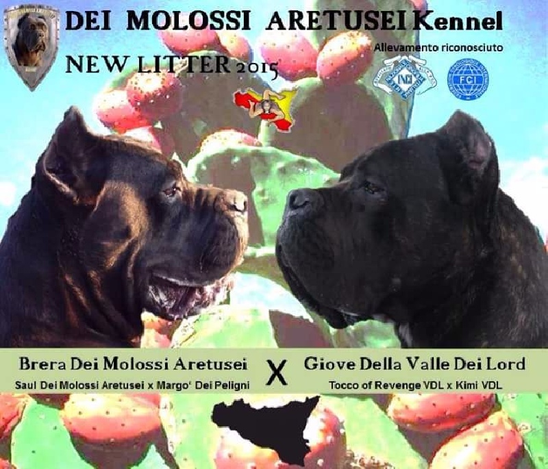 Dei Molossi Aretusei - Cane Corso - Portée née le 19/10/2015