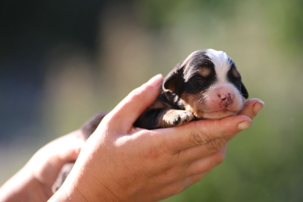 Les bébés de Lorka sont nés!!!!!