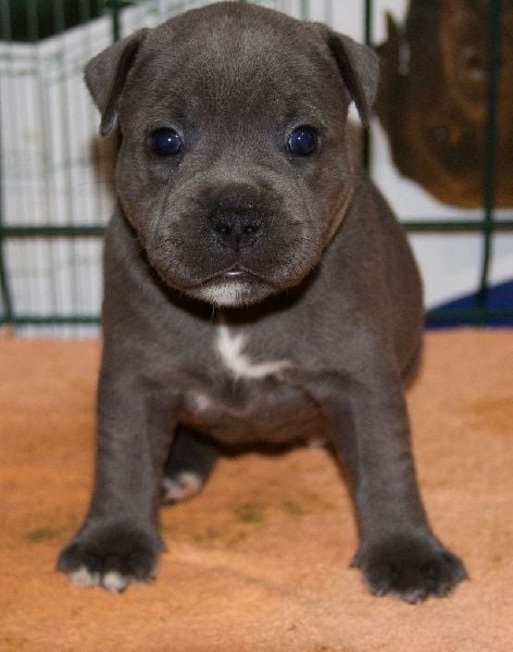 Du Domaine De Kermaron - Le repos des Baby Staffy