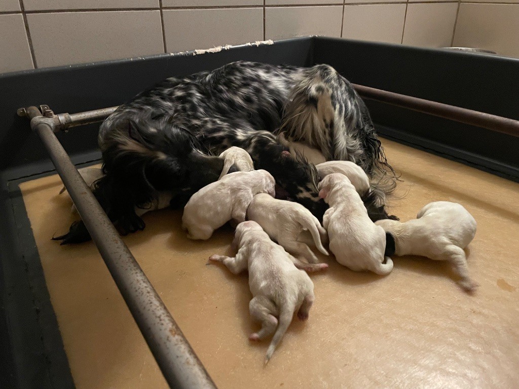 Les chiots de romance sont nées 