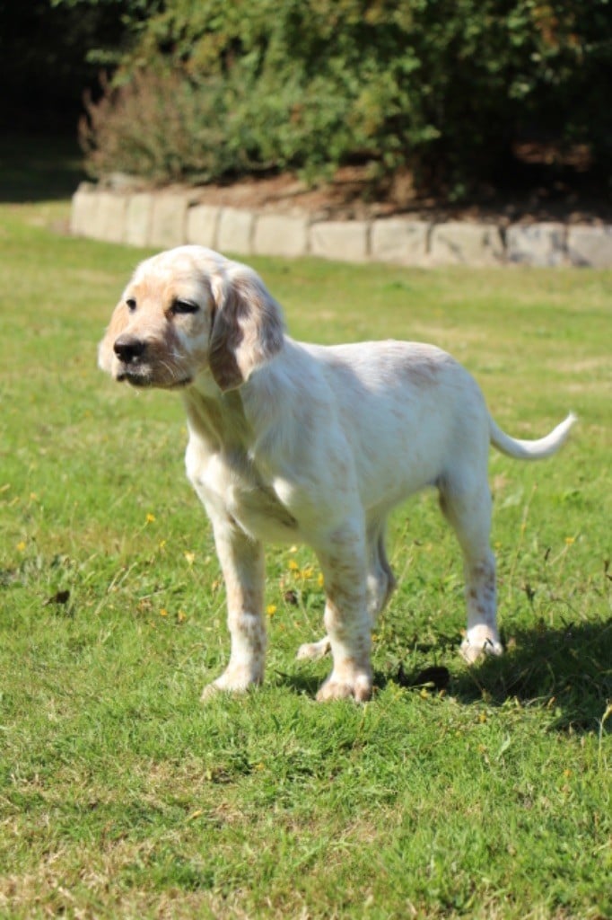 Des Plaines De Berloch - chiots Setter Anglais 