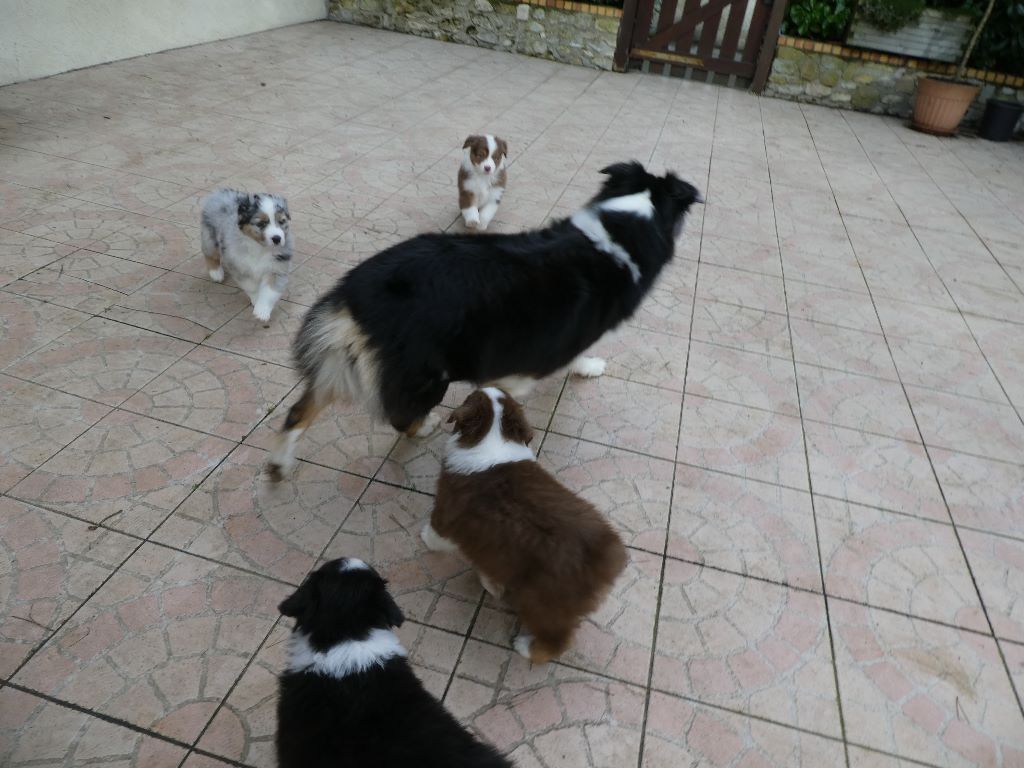 Chiot Berger Australien Des Pampelumes