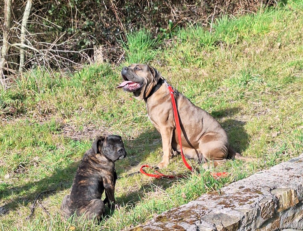 Chiot Cane Corso Des Douces Folies d'Asie