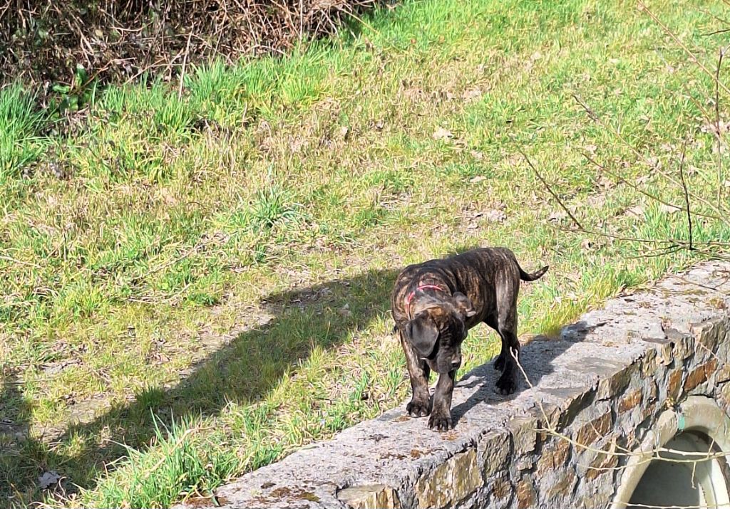 Des Douces Folies d'Asie - Chiots disponibles - Cane Corso