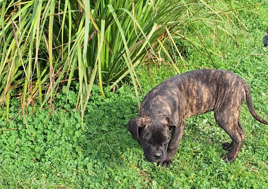 Des Douces Folies d'Asie - Chiots disponibles - Cane Corso