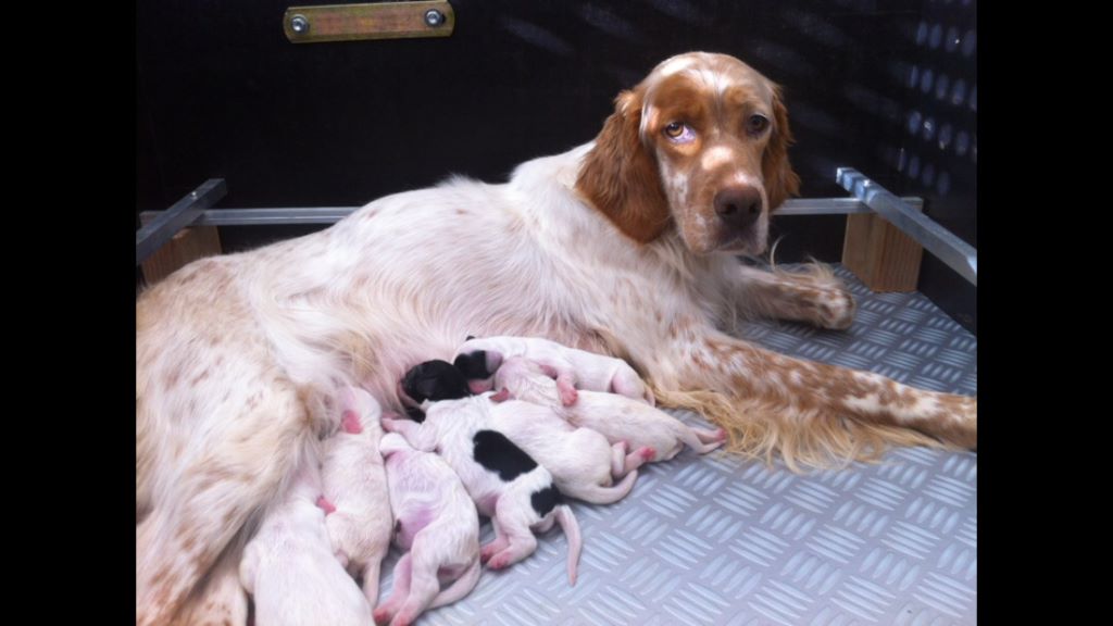 Les chiots sont arrivés !